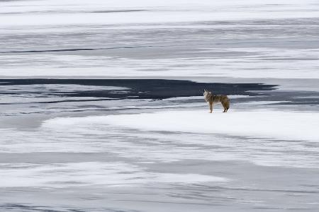 the howl of the coyote