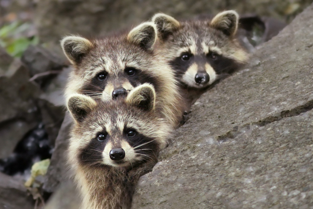 Tres Banditos a Mircea Costina