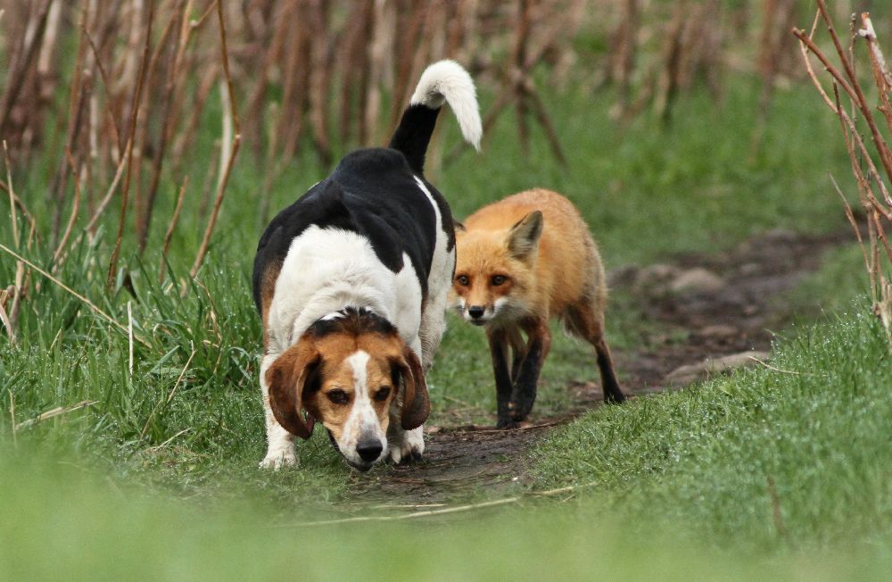 World\\\&#039;s worst hunting dog a Mircea Costina