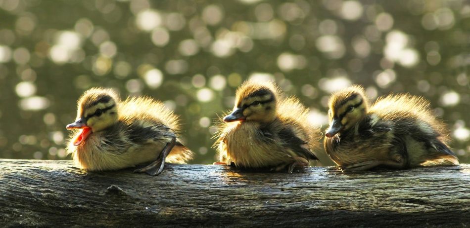 Ducklings a Mircea Costina