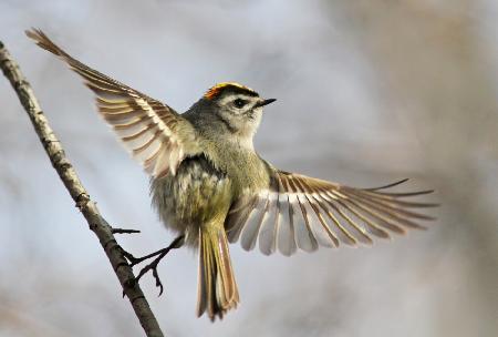 Golden-crowned-Kinglet