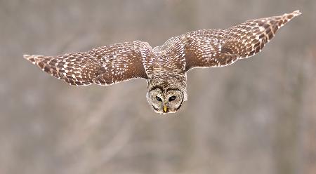 Hunting Barred Owl