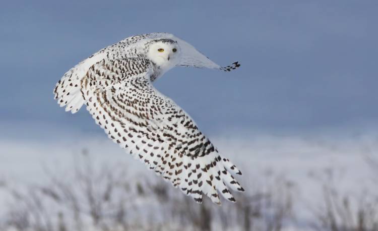 Snowy Owl a Mircea Costina