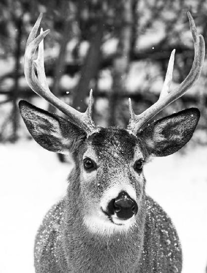 Winter Deer