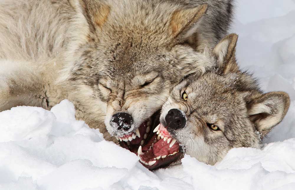 Wolves Rules a Mircea Costina