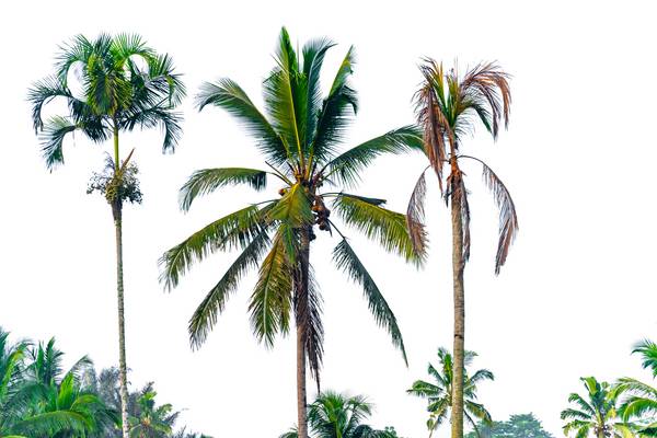 Bali Palmen, Fotokunst, Natur, Bäume, Floral, Natur a Miro May