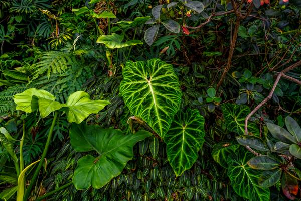 Flora und Fauna, Naturbild, Pflanzen im Regenwald, Traumhafter Jungle a Miro May