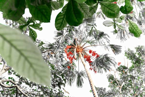 Palme hinter Blättern, Regenwald, Bali, Floral, Fotokunst a Miro May