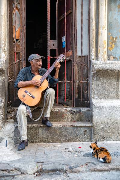 Canzone per un gatto a Miro May