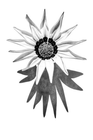 Sonnenblume, Blume, schwarzweiss, weiss auf weiss, schatten, Fotokunst, minimalistisch, floral