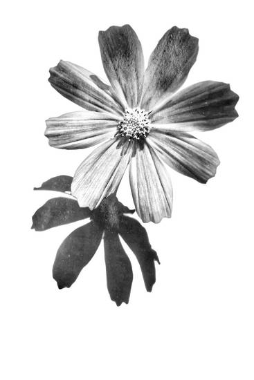 Sonnenblume, Blume, schwarzweiss, weiss auf weiss, schatten, Fotokunst, minimalistisch, floral