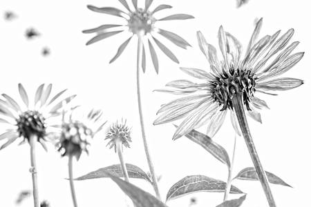 Sonnenblume, Blumen, schwarzweiss, weiss auf weiss, schatten, Fotokunst, minimalistisch, floral