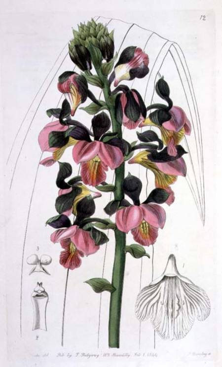Orchis Lissochilus Roseus, published by I. Ridgway a Miss Drake
