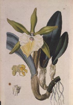 Orchid: Brassavola glauca, published by I. Ridgway