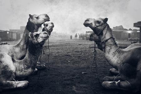 The Shepherd Of Camel Market
