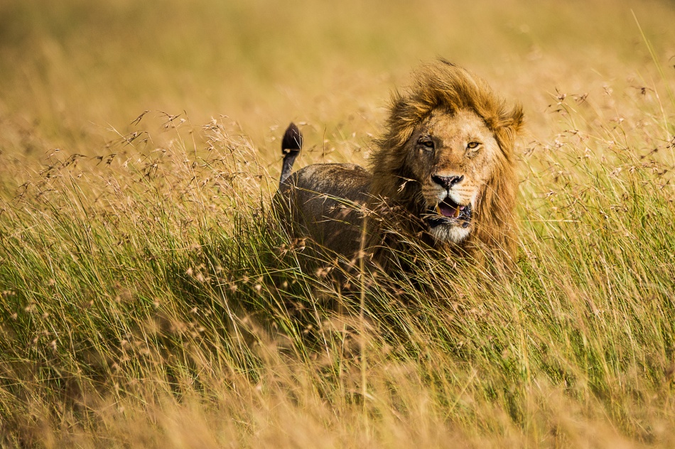 Lion King a Mohammed Alnaser