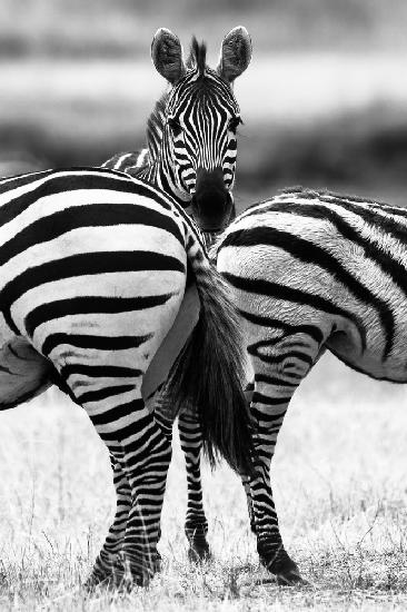 Zebra of Clubs