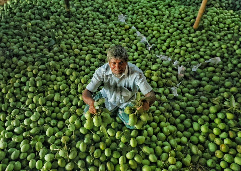 Mango sorting a Mostafijur Rahman Nasim