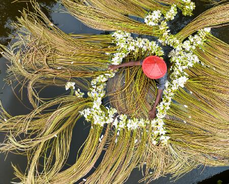 Waterlily being washed