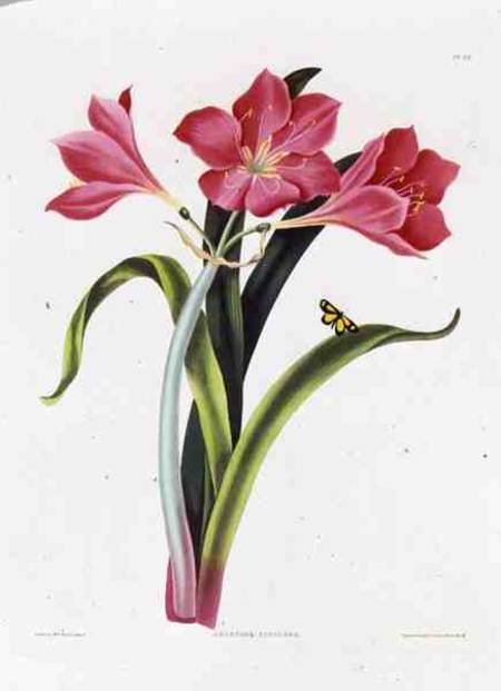Amaryllis purpurea, plate 39 from 'Selection of Hexandrian Plants', engraved by Robert Havell (1769- a Mrs Edward Bury