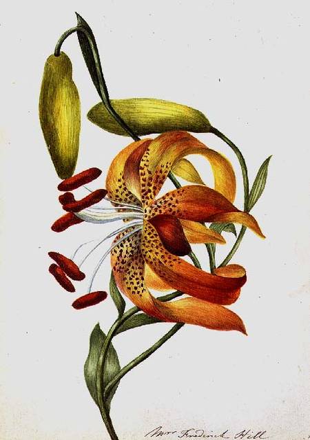 Tiger Lily a Mrs Frederick Hill