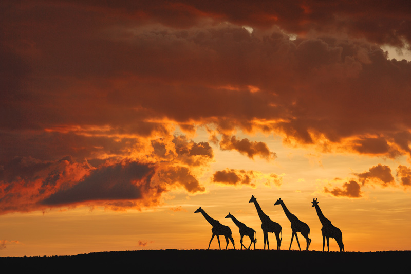 Five Giraffes a Muriel Vekemans