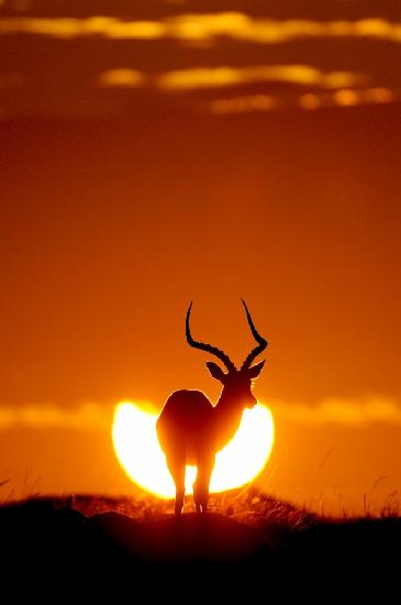 Impala in the sun