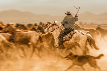 Wild horses (aka Yılkı Atları)