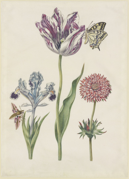 Iris mit Wolfsmilchschwärmer, Tulpe mit Schwalbenschwanz, Anemone a N. Robb