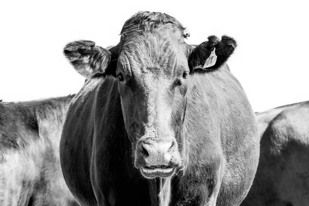 Bonsmara Cow In Black & White a Naomi Lupton