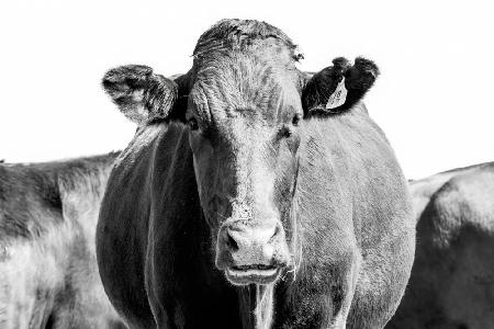 Bonsmara Cow In Black & White