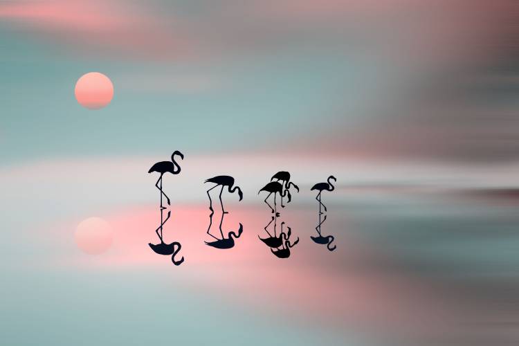Family flamingos a Natalia Baras