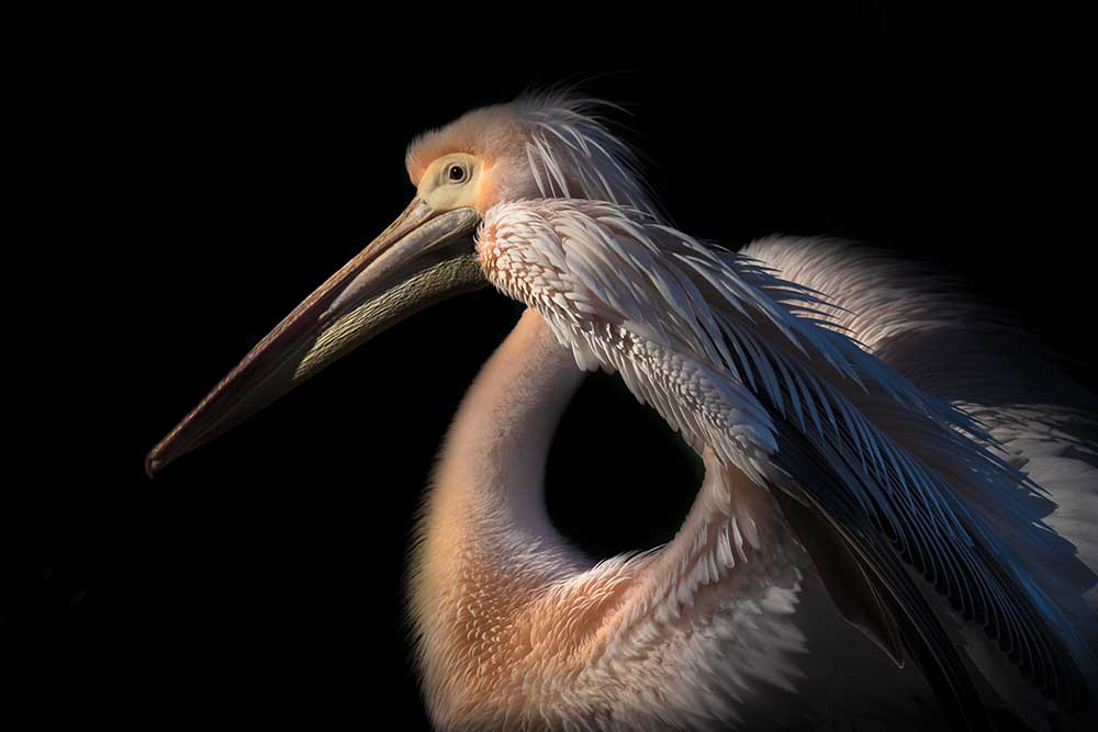 The Pelican Philosopher... a Natalia Rublina