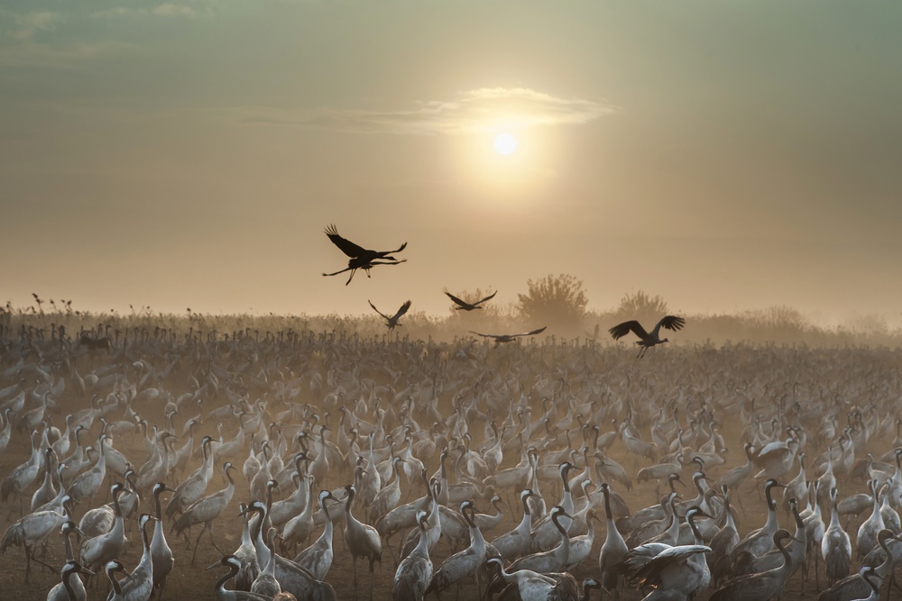 Common Cranes at sunrise... a Natalia Rublina
