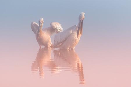 Two Pelicans