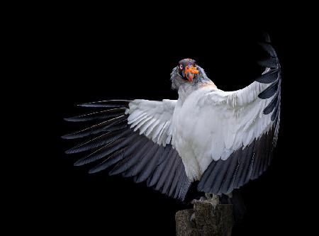 The King Vulture....