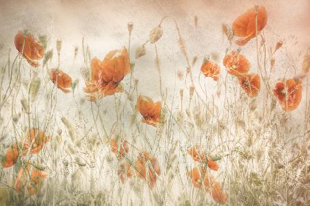 Poppies in the field