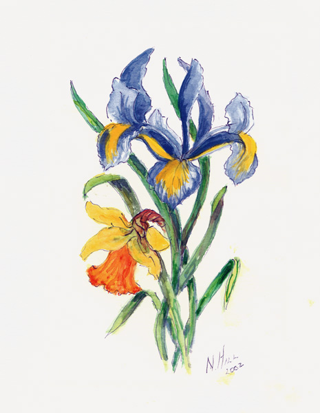Blue Iris and Daffodil, 2002 (w/c on paper)  a Nell  Hill