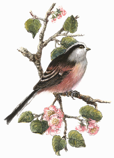 Long tailed tit and cherry blossom a Nell  Hill