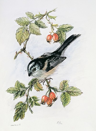 Long-tailed tit and rosehips  a Nell  Hill