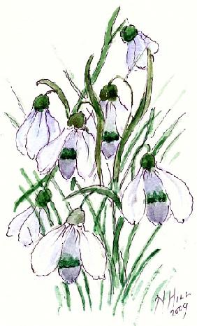 Snowdrops