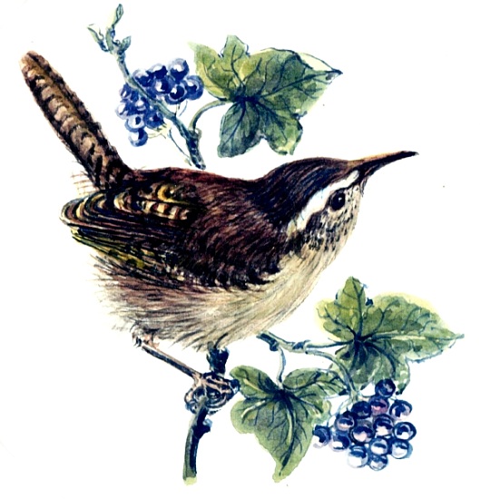 Wren in the ivy a Nell  Hill