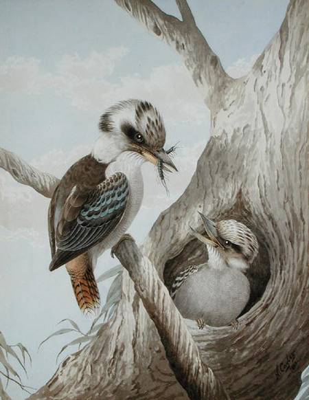 Kookaburras Feeding at a Nest in a Tree a Neville Henry Peniston Cayley