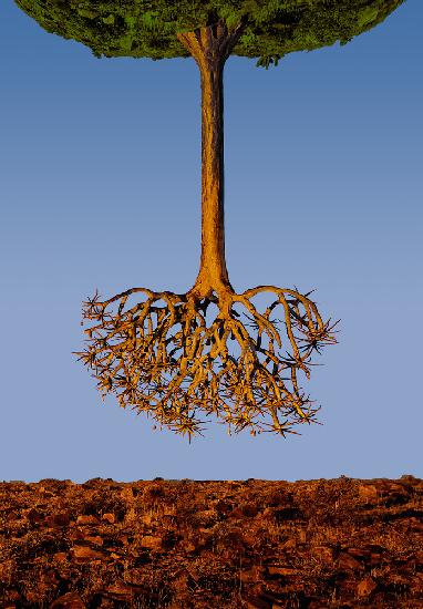 The upside down tree