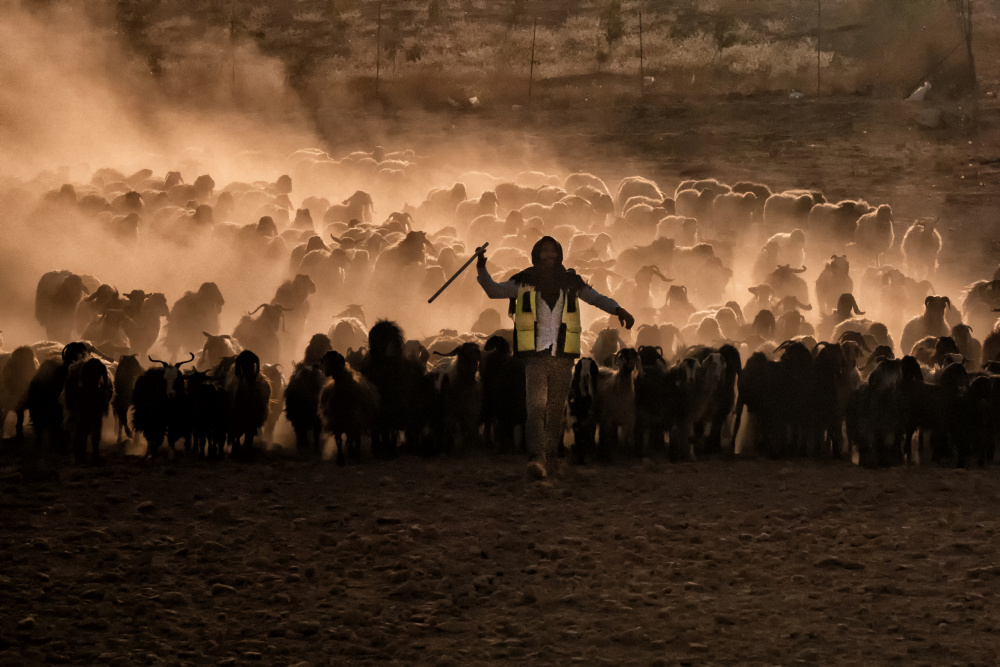 herds in sunset a Nevra Topalismailoglu