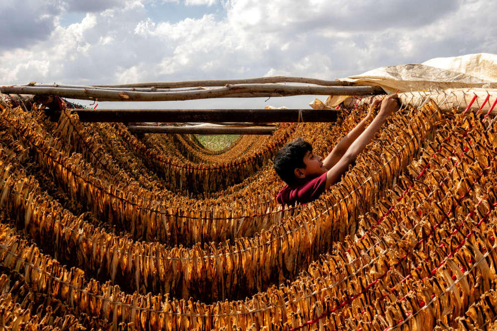 tobacco drying a Nevra Topalismailoglu