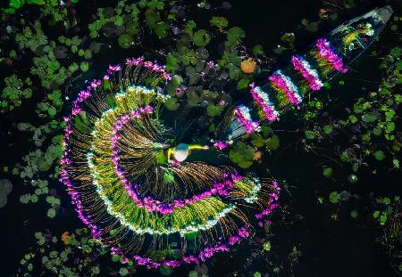 Wash water lily