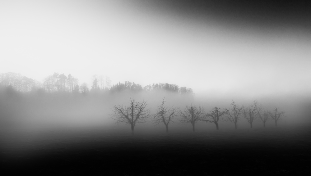 Eight trees in the mist a Nic Keller