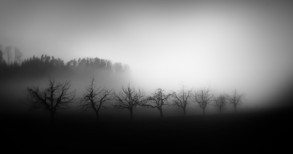 Trees in the mist a Nic Keller