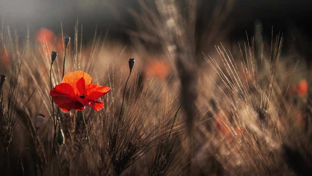 Poppy with corn a Nicodemo Quaglia